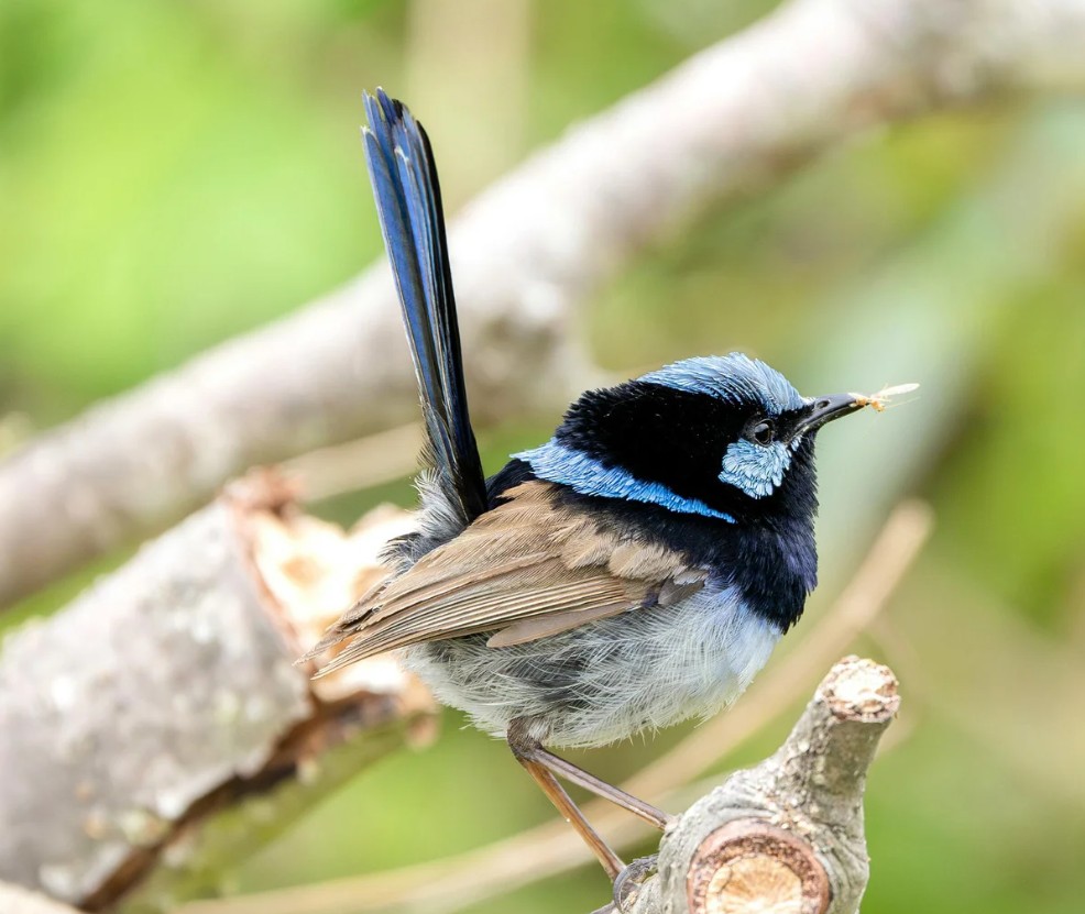 Superb Fairy Wren Superb Fairy Wren